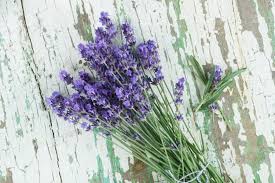 How do i bring lavender back to dying? How To Grow Lavender And Enjoy It Canadian Living