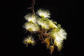 Image result for Albizia antunesiana