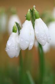 Drops On Drops Snow Drops Flowers Hd Flower Wallpaper Flower Wallpaper