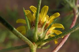 Image result for Geigeria burkei