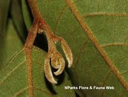 Image result for Ellipanthus