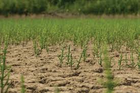 Image result for Salicornia perrieri