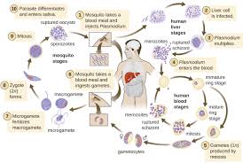 Parasitic Infections Of The Circulatory And Lymphatic