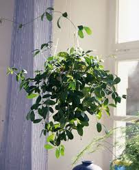 Image result for Rhoicissus digitata