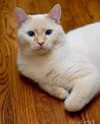 Siamese Cat Breed Profile | Petfinder