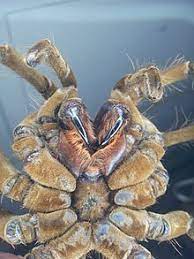 We did not find results for: Goliath Birdeater Wikipedia