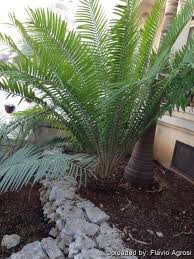 Image result for Encephalartos aplanatus