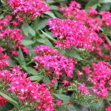 The climate in florida allows its gardeners to enjoy blooms all year long. Long Blooming Florida Perennials Costa Farms