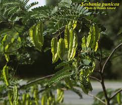 Image result for Sesbania tetraptera