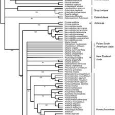 Image result for Brachythrix malawiensis