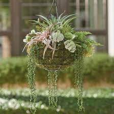 Hanging Succulent Arrangement Hanging Succulents Hanging Plants Indoor Hanging Plants