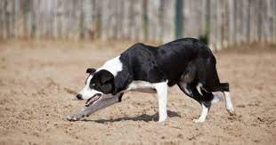 Mccallum Bred Puppies Sporting Dogs Puppies Border Collie Puppies