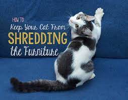 How To Keep Your Cat From Shredding The Furniture Purrrfect Pets Cat Facts Cats Owning A Cat