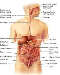 Anatomy And Physiology Ii Digestive System Flashcards Quizlet