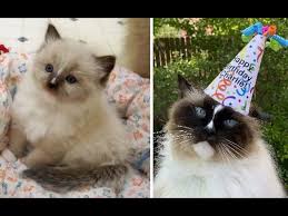 Make the head a little smaller next time. Ragdoll Cat Age Progression Seal Mitted Charlie From 3 Months To 11 Years On His 11th Birthday Youtube