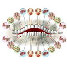 Orgaos Associados Aos Dentes Dor De Dente Massoterapia Dentes
