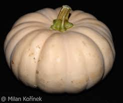 Maybe you would like to learn more about one of these? Image Cucurbita Moschata Long Island Cheese Pumpkin Long Island Cheese Pumpkin Biolib Cz