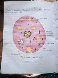 Check spelling or type a new query. What Are The Functions Of Cell Membrane Brainly