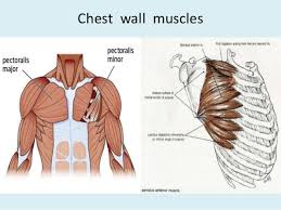 Region in the trunk of the body that lies between the neck and… Anatomy Of Chest Wall Anatomy Drawing Diagram