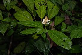 Image result for Thomandersia hensii