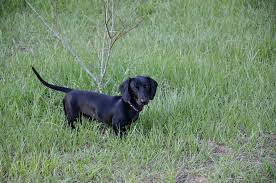 A Pure Black Short Haired Smooth Dachshund Dachshund Puppies For Sale Miniature Puppies Dachshund Puppy Miniature