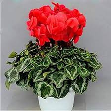 Bonsai , saksıdaki ağaç anlamına gelmektedir. How To Care For Cyclamen Flower 2020 Saksida Cicekler Bonsai Bitkisi Cicek Acan Agaclar