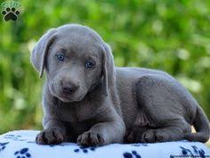 It is our goal to raise quality akc labrador retrievers to place with families across america. 26 Silver Labs Cute But Expensive Ideas Lab Puppies Puppies Cute Animals
