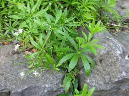 Image result for Galium