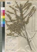 Image result for Vernonia conferta
