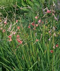 Image result for Dierama densiflorum