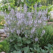 Image result for Sabicea orientalis