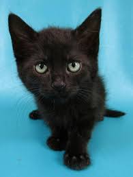 Sky Found On Petfinder Kedi