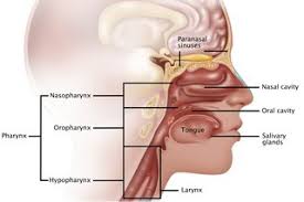 The surface of the human nose consists of a frontal portion comprised of the glabella, nasion, alar sidewalls and tip points; Nasal And Sinus Cancer Nhs