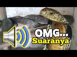 Adakah benar ular tedung selar berkokok? Suara Ular Tedung Selar King Kobra Monster Youtube
