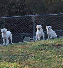 Maybe you would like to learn more about one of these? Shelby S White Labrador Breeders A White Lab Breeder Puppies For Sale