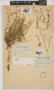 Image result for Nolletia arenosa