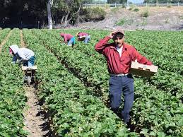 Full time (1281) part time (115) colaborare proiect. Recrutare Personal Asiatic AgriculturÄƒ Muncitori Ferme È™i GrÄƒdinÄƒrit