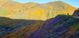 A super bloom of bright orange, yellow and purple wildflowers and poppies has transformed the hillsides of lake elsinore, bringing tens of. Savoring The Poppy Super Bloom Walker Canyon Lake Elsinore Ca On The Loose Live