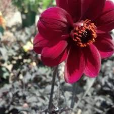 We're doing everything we can to ensure your health and safety while remaining open, due to the importance of keeping our plants alive and flourishing for the spring planting season. Parkview Nursery Eastside Riverside Ca