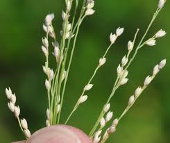 Image result for Panicum repens