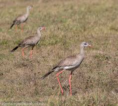 Image result for Sericorema