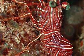 Some shrimps offer a free cleaning service to your fish eating unwanted parasites an added bonus. The Durban Hingebeak Shrimp Whats That Fish