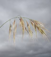 Check spelling or type a new query. Brome Grass Agriculture And Food