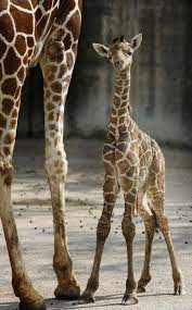 Pin By Edilene On Animals Giraffe Pictures Giraffe Memphis Zoo