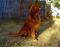 2 beautiful golden retrievers for sale. Dark Red Golden Retriever So Handsome Red Golden Retriever Puppy Golden Retriever Red Golden Retriever