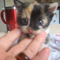 ucretsiz kedi sahiplenme ilanlari kedi yavru kediler kopek