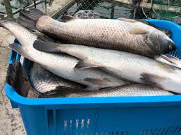 Check spelling or type a new query. Kolam Memancing Taman U Home Facebook