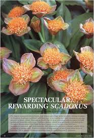 Image result for Scadoxus membranaceus