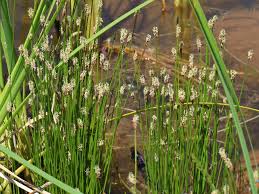 Image result for Eleocharis brainii