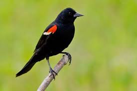 Black Bird With Orange Wings Ohio Red Winged Blackbird Photo By Christopher Taylor Black Bird Bird Bird Watching